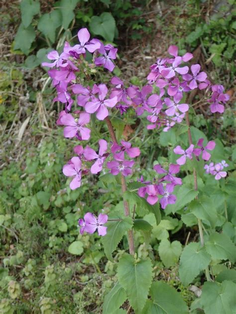 銀扇草|オオバンソウ（大判草）【ゴウダソウ（合田草）、ギンセンソウ…